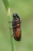 Cercopis intermedia